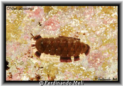 Chiton olivaceus. by Ferdinando Meli 